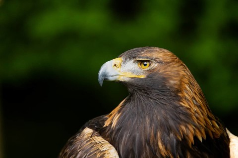 Close-up of an eagle with an intense gaze against a green background, golden eagle (Aquila
