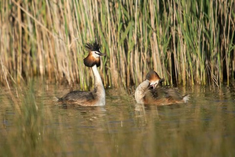 Granelli, Great Crested Grebe, Italy, Pantano Cuba Lagoon, Pantani Cuba and Longarini, Podiceps