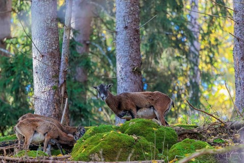 A group of European mouflon (Ovis aries musimon) stands in a forest on a rocky slope. Czech