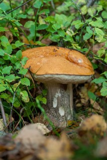 Birch redcap, heath cap, leccinum testaceoscabrum, leccinum versipelle, redcap, black-scaled