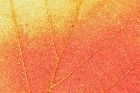 Persian ironwood (Parrotia persica), detail of leaf in autumn, North Rhine-Westphalia, Germany