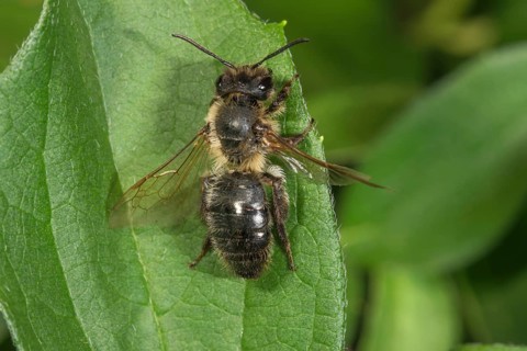 A variegated mason bee (Osmia versicolor) rests on a green leaf, displaying its furry thorax and