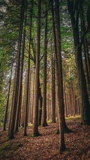 Tall trees stand in a quiet forest flooded with light, Kosertal nature trail, health resort