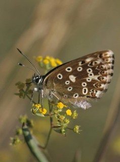 Lysandra coridon, polyommatus coridon, silverblue, silvergreen blue, butterfly, chalkhill blue,