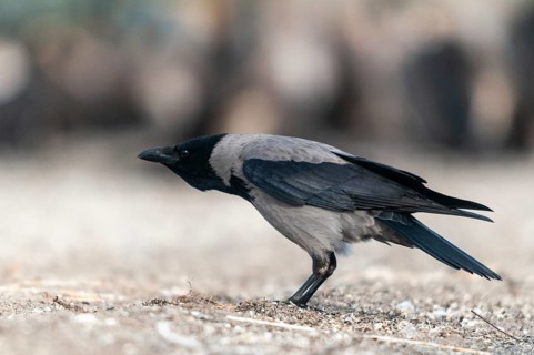 Corvus cornix, hooded crow, birds, call, corvidae family of birds, passeri, corvids, call,
