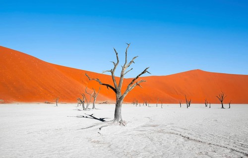 Dead camel thorn trees (Vachellia erioloba), red sand dunes, white salt pan, Dead Vlei, Sossusvlei,