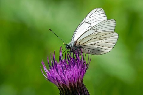 Butterfly, black-veined white (Aporia crataegi) perched on a thistle, close-up, Fellhorn,