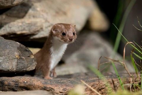 Carnivora, least weasel, mouse weasel, mustela nivalis, predators, dry-stone wall, mammals,