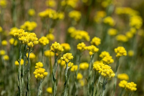 Asteraceae, helichrysum arenarium, daisy, sandstraw flower, dwarf everlast, flora, immortelle,