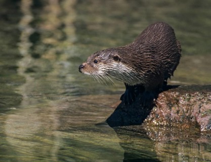 Carnivora, Eurasian otters, Lutra Lutra, predators, mammals, martens, raptors, mammals