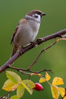 Tree Sparrow, Dog Rose, Passer Montanus, Rosa Canina, Rosaceae, Rose Family, Sparrow, Autumn,