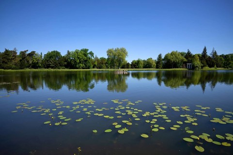 Gondola, boat with tourists, water lilies, Wörlitzer See, Wörlitzer Park, Wörlitzer Anlagen,