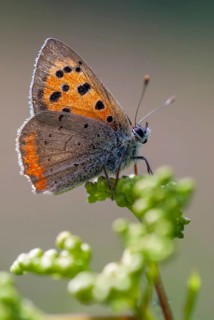 Fire butterfly, small fire butterfly, Lycaena phlaeas, small copper, butterfly, high size, portrait