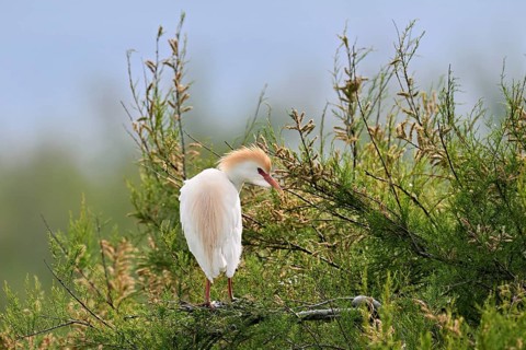 Cattle egret (Bubulcus ibis), with a red beak, in breeding plumage, perched on a branch, Camargue,