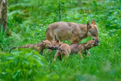 Wolves interacting in a lush forest, summer, wolf (Canis lupus), Germany