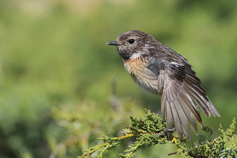 Stonechat (Saxicola rubicola), female stretching her wings, Algarve, Portugal