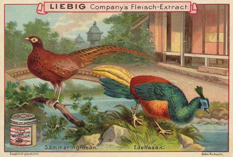 Picture series pheasant birds, seedling pheasant and noble pheasant, picture of love, digitally