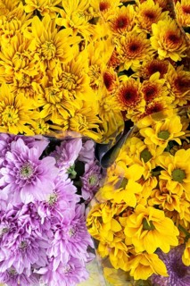 Chrysanthemums, Bangkok, Thailand