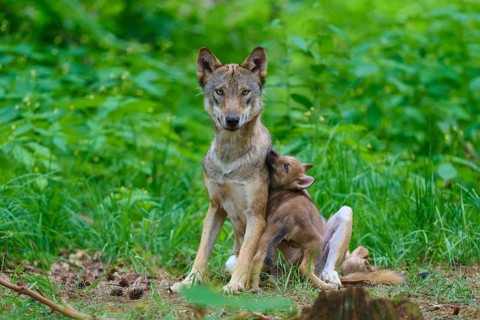 A wolf and its cub sit together in the forest, showing affection, summer, wolf (Canis lupus),