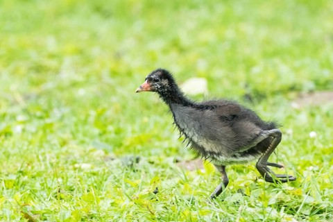A small, fluffy chick, a moorhen (Gallinula chloropus), is running across a green meadow in Hesse,