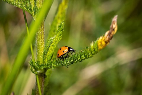 A ladybird crawling on a green plant stem in its natural habitat, a ladybird on a green plant in