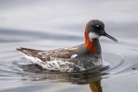 Norway, Odinshühnchen, Phalaropus Lobatus, Red-necked Phalarope, Varanger, Birds, Charadriiformes,