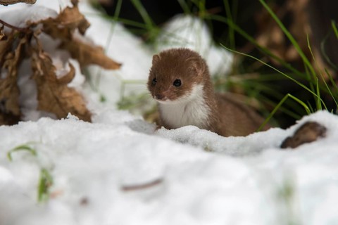 Carnivora, least weasel, mouse weasel, mustela nivalis, predators, prey, capture, hunting, mammals,
