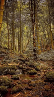 A small Werre stream flows through a moss-covered forest full of quiet beauty, atmospheric, hiking