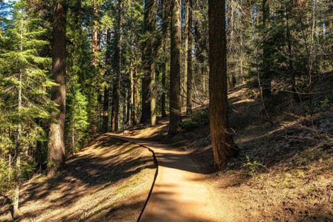 Winding forest path leading through towering giant sequoia trees in sequoia national park, with