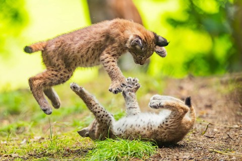 Eurasian lynx (Lynx lynx) youngsters (cubs) playing with each other in a forest, Bavaria, Germany