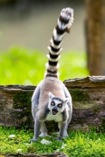 Ring-tailed lemur (Lemur catta) standing in the grass, captive, Germany