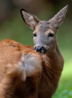 Artiodactyla, Capreolus capreolus, even-toed ungulate, cloven-hoofed, roe deer, high size, portrait
