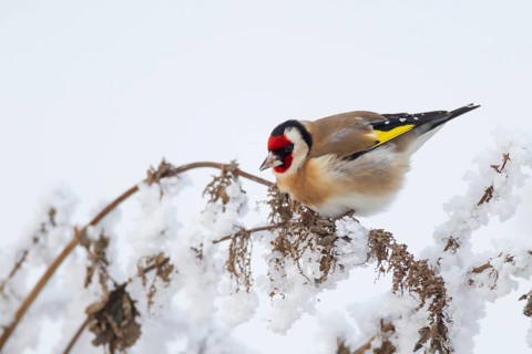 European goldfinch (Carduelis carduelis) adult garden bird on snow covered nettle plants in winter,