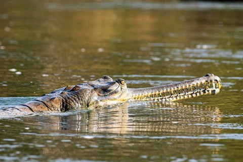Head and snout of a Ganges gavial, also known as a gharial (Ghavialis gangeticus), Rapti River,
