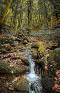 A moss-covered forest stream under cool lighting conditions flows downhill, atmospheric, hiking in