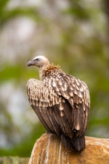 Griffon Vultures (Gyps fulvus) sitting on a rock, bavaria, Germany