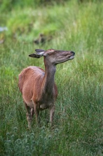 Artiodactyla, Cervus Elaphus, even-toed ungulate, cloven-hoofed, red deer, red deer, female, high