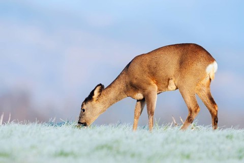European roe deer (Capreolus capreolus), doe standing in a meadow with hoarfrost and eating, Lower