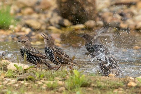 Star, Starling, Sturnus Vulgaris, Bath, Bird Bath, Birds, Passeri, Songbirds, Potion, Birdbath,