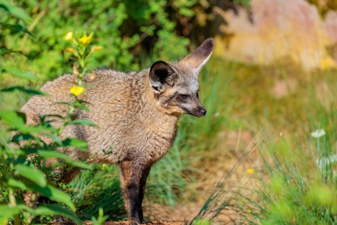 A Bat-eared fox (Otocyon megalotis) stands among tall green vegetation on a sunny day. Sudan,