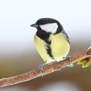 Great Tit (Parus major), perched on a branch covered in moss and lichen, wildlife, animals, birds,