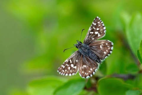 Small cube thighead, Pyrgus Malvae, cube thighead, butterfly, thighead butterfly, grizzled skipper,