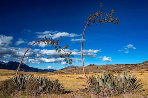 Agaves with inflorescences in front of a farmland plain in the highlands (Agave cordillerensis),