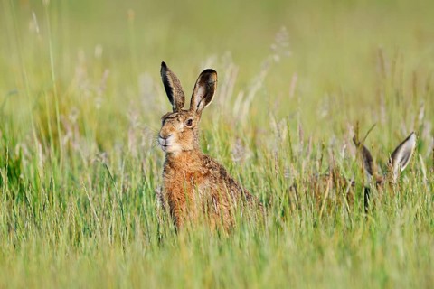 Brown hares (Lepus europaeus) sitting in a wild meadow, North Rhine-Westphalia, Germany