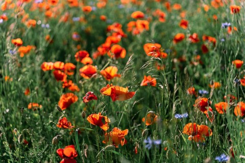 Red poppy (Papaver rhoeas) field in the midst of flowering in early summer in sunlight