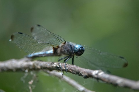 Libellula fulva, scarce chaser, tip spot, anisoptera, damselflies, dragonflies, insects,