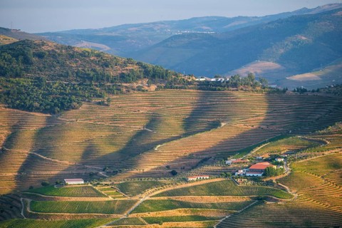Aerial drone view of a vineyard estate surrounded by terraced hills in the Douro Valley, Portugal,