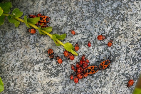 Firebug, common fire bug, heteroptera, Pyrrhocoris apterus, insects, bugs