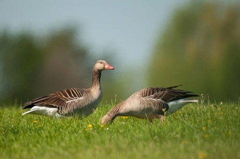 Anser Anser, Greylag or Graylag Goose, Grelag Goose, Anatidae, Birds, Duckbirds, Goose, Geese,