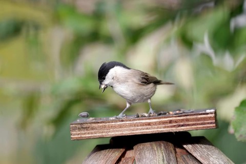 Marsh tit (Poecile palustris), Bird feeder, The bird has collected sunflower seeds in its beak